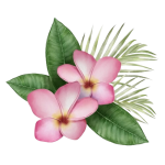 frangipani