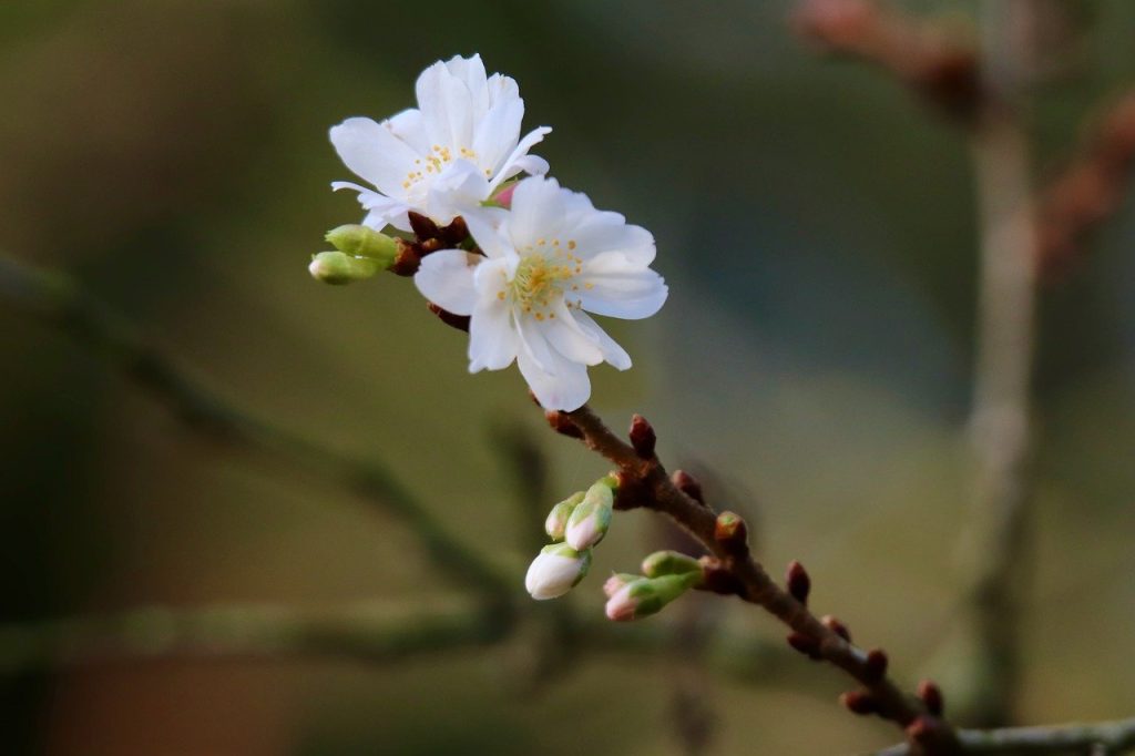 winter cherry, snow cherry, higan cherry